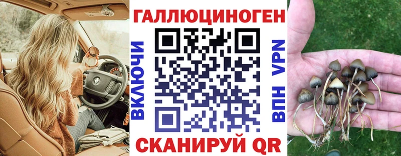 Псилоцибиновые грибы Psilocybe  нарко площадка какой сайт  Абаза 